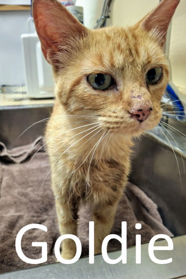 adoptable Cat in Mountain View, AR named Goldie