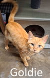 adoptable Cat in  named Goldie