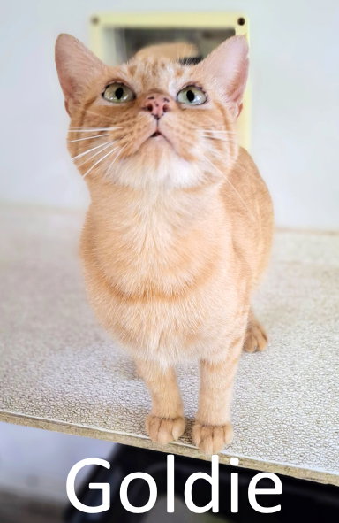 picture of the cat needing adoption