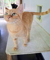 Goldie - Photo 2