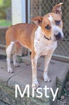 adoptable Dog in , AR named Misty