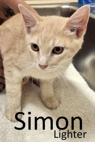 picture of the cat needing adoption