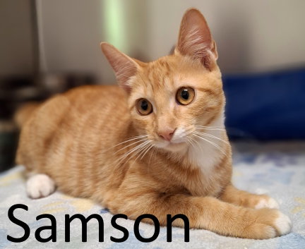 picture of the cat needing adoption