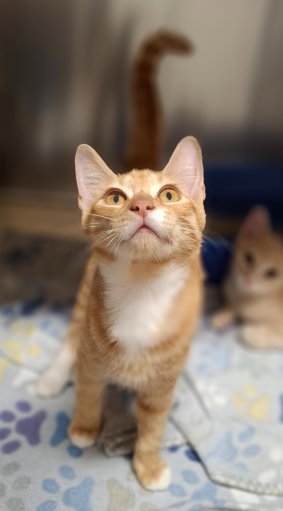SAMSON - Tabby / Domestic Short Hair available for adoption