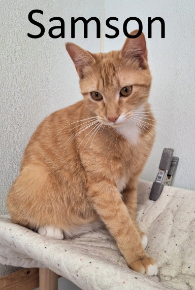 Samson