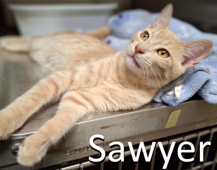 picture of the cat needing adoption