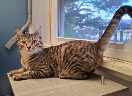 DEZI - Torbie / Domestic Short Hair available for adoption