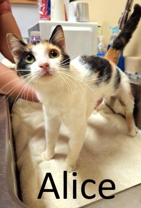 ALICE - Calico / Domestic Medium Hair available for adoption