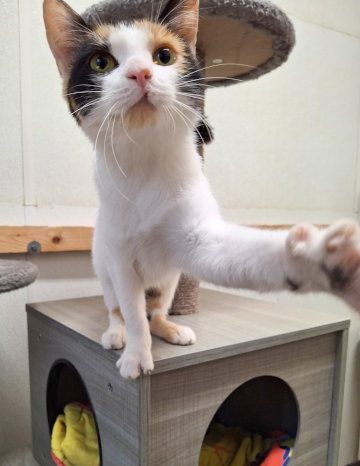 ALICE - Calico / Domestic Medium Hair available for adoption