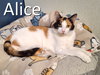 Alice - Photo 1