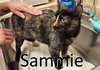 Sammie - Photo 1