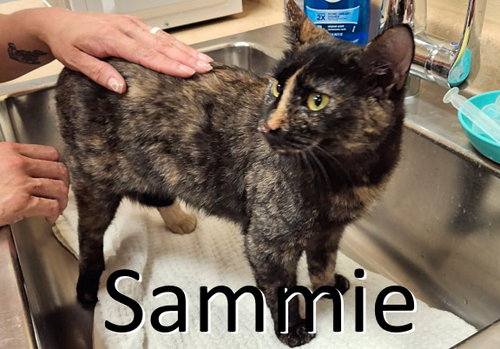 picture of the cat needing adoption