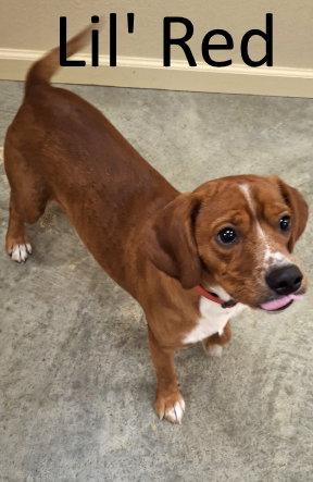 picture of the dog needing adoption