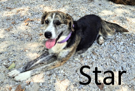 picture of the dog needing adoption