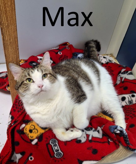 picture of the cat needing adoption