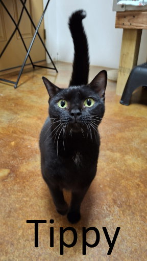 picture of the cat needing adoption