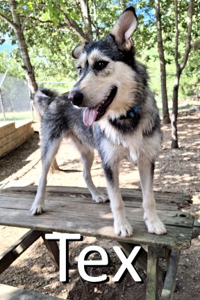 picture of the dog needing adoption