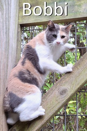 picture of the cat needing adoption