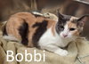 Bobbi - Photo 3