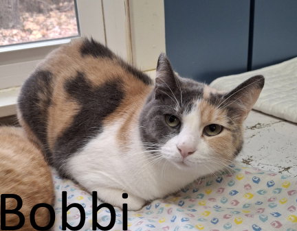 Bobbi