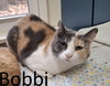 Bobbi - Photo 1