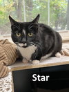 Star - Photo 3