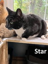 Star - Photo 4