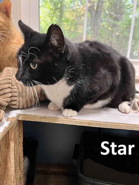 Star
