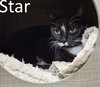 Star - Photo 1