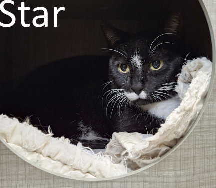picture of the cat needing adoption