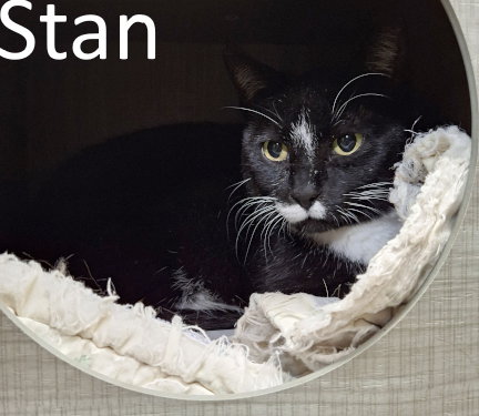 Stan