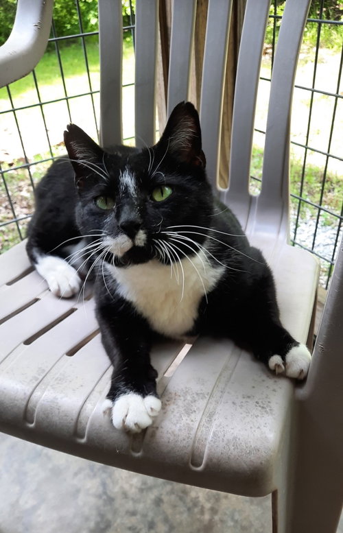 STAN - Tuxedo / Domestic Short Hair available for adoption