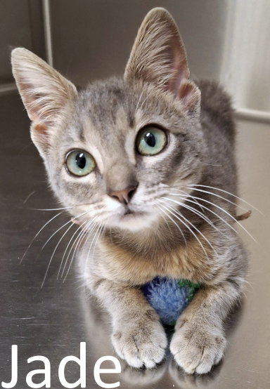 picture of the cat needing adoption