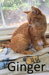 Ginger - Photo 2