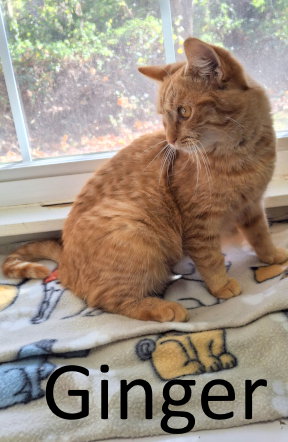 GINGER - Tabby / Domestic Medium Hair available for adoption