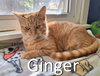 Ginger - Photo 4