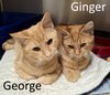 Ginger - Photo 3