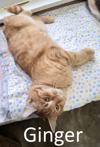 picture of the cat needing adoption