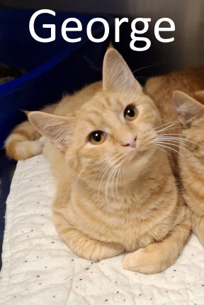 picture of the cat needing adoption