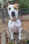Percy - Photo 1