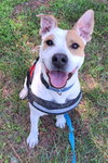 Percy - Photo 2
