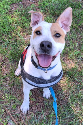 PERCY - Staffordshire Bull Terrier available for adoption