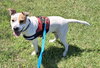 Percy - Photo 3