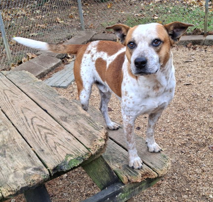 THOR - Red Heeler / Staffordshire Bull Terrier available for adoption
