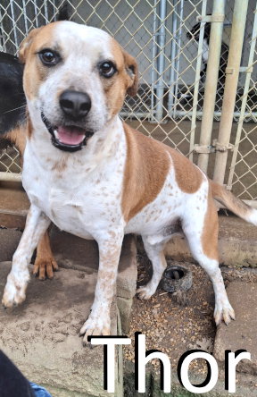 THOR - Red Heeler / Staffordshire Bull Terrier available for adoption