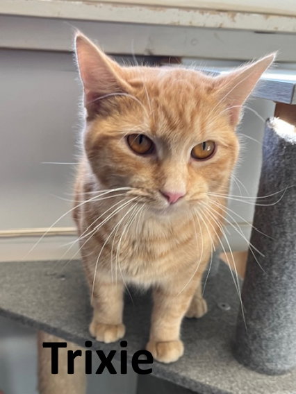 TRIXIE - Tabby / Domestic Medium Hair available for adoption