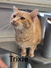 Trixie - Photo 3