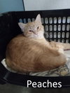 Peaches - Photo 3