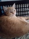 Peaches - Photo 5