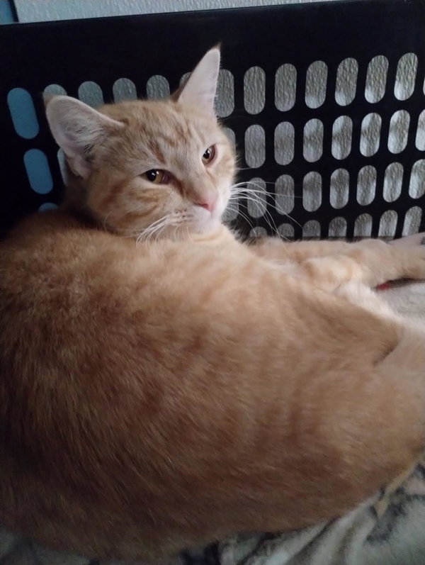 Peaches